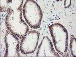 APBB3 Antibody in Immunohistochemistry (Paraffin) (IHC (P))
