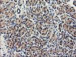 APBB3 Antibody in Immunohistochemistry (Paraffin) (IHC (P))