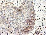 APBB3 Antibody in Immunohistochemistry (Paraffin) (IHC (P))
