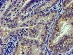 Calpain 9 Antibody in Immunohistochemistry (Paraffin) (IHC (P))