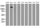 Calpain 9 Antibody in Western Blot (WB)
