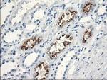 Katanin p80 Antibody in Immunohistochemistry (Paraffin) (IHC (P))