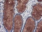 Katanin p80 Antibody in Immunohistochemistry (Paraffin) (IHC (P))