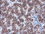 CYP2C9 Antibody in Immunohistochemistry (Paraffin) (IHC (P))