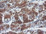 CYP2C9 Monoclonal Antibody (OTI2C8)