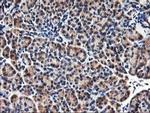 Heme oxygenase 2 Antibody in Immunohistochemistry (Paraffin) (IHC (P))