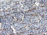 LDLRAP1 Antibody in Immunohistochemistry (Paraffin) (IHC (P))
