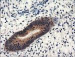 NAPE PLD Antibody in Immunohistochemistry (Paraffin) (IHC (P))