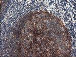 NAPE PLD Antibody in Immunohistochemistry (Paraffin) (IHC (P))