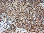 NAPE PLD Antibody in Immunohistochemistry (Paraffin) (IHC (P))