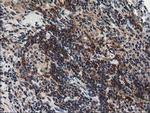 NAPE PLD Antibody in Immunohistochemistry (Paraffin) (IHC (P))