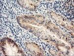 NAPE PLD Antibody in Immunohistochemistry (Paraffin) (IHC (P))