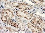 NAPE PLD Antibody in Immunohistochemistry (Paraffin) (IHC (P))