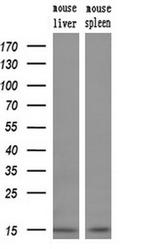 NDUFA5 Antibody in Western Blot (WB)