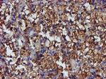 ERP72 Antibody in Immunohistochemistry (Paraffin) (IHC (P))