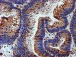 ERP72 Antibody in Immunohistochemistry (Paraffin) (IHC (P))