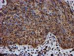ERP72 Antibody in Immunohistochemistry (Paraffin) (IHC (P))