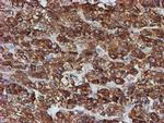 ERP72 Antibody in Immunohistochemistry (Paraffin) (IHC (P))
