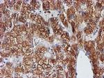 ERP72 Antibody in Immunohistochemistry (Paraffin) (IHC (P))