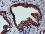 ERP72 Antibody in Immunohistochemistry (Paraffin) (IHC (P))