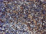 ERP72 Antibody in Immunohistochemistry (Paraffin) (IHC (P))
