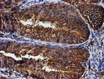 ERP72 Antibody in Immunohistochemistry (Paraffin) (IHC (P))
