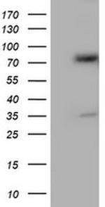 ERP72 Antibody in Western Blot (WB)