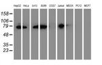 ERP72 Antibody in Western Blot (WB)