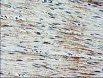 ARL11 Antibody in Immunohistochemistry (Paraffin) (IHC (P))