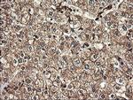 TUBAL3 Antibody in Immunohistochemistry (Paraffin) (IHC (P))