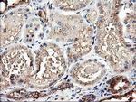 TUBAL3 Antibody in Immunohistochemistry (Paraffin) (IHC (P))