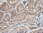 TUBAL3 Antibody in Immunohistochemistry (Paraffin) (IHC (P))