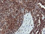 DUSP23 Antibody in Immunohistochemistry (Paraffin) (IHC (P))