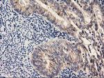 PDSS2 Antibody in Immunohistochemistry (Paraffin) (IHC (P))