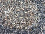 RGS16 Antibody in Immunohistochemistry (Paraffin) (IHC (P))