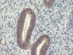 USP10 Antibody in Immunohistochemistry (Paraffin) (IHC (P))