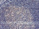 USP10 Antibody in Immunohistochemistry (Paraffin) (IHC (P))