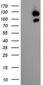 USP10 Antibody in Western Blot (WB)
