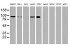 USP10 Antibody in Western Blot (WB)
