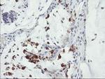 SDS Antibody in Immunohistochemistry (Paraffin) (IHC (P))