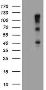 FBXO31 Antibody in Western Blot (WB)