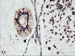 FBXO21 Antibody in Immunohistochemistry (Paraffin) (IHC (P))