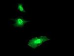RGS16 Monoclonal Antibody (OTI4C9)