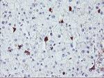 Nucleobindin 1 Antibody in Immunohistochemistry (Paraffin) (IHC (P))