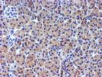 DGKA Antibody in Immunohistochemistry (Paraffin) (IHC (P))