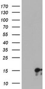 SYNJ2BP Monoclonal Antibody (OTI3A9)