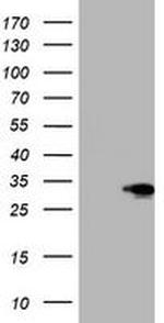SIX1 Monoclonal Antibody (OTI1H4)