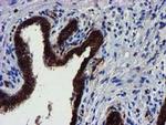 MKRN1 Antibody in Immunohistochemistry (Paraffin) (IHC (P))