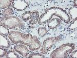 MKRN1 Antibody in Immunohistochemistry (Paraffin) (IHC (P))