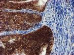 MKRN1 Antibody in Immunohistochemistry (Paraffin) (IHC (P))